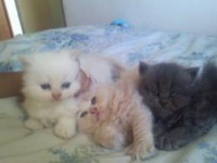 /album/tudosobrecachorrosegatos/trio-lindo-jpg1/